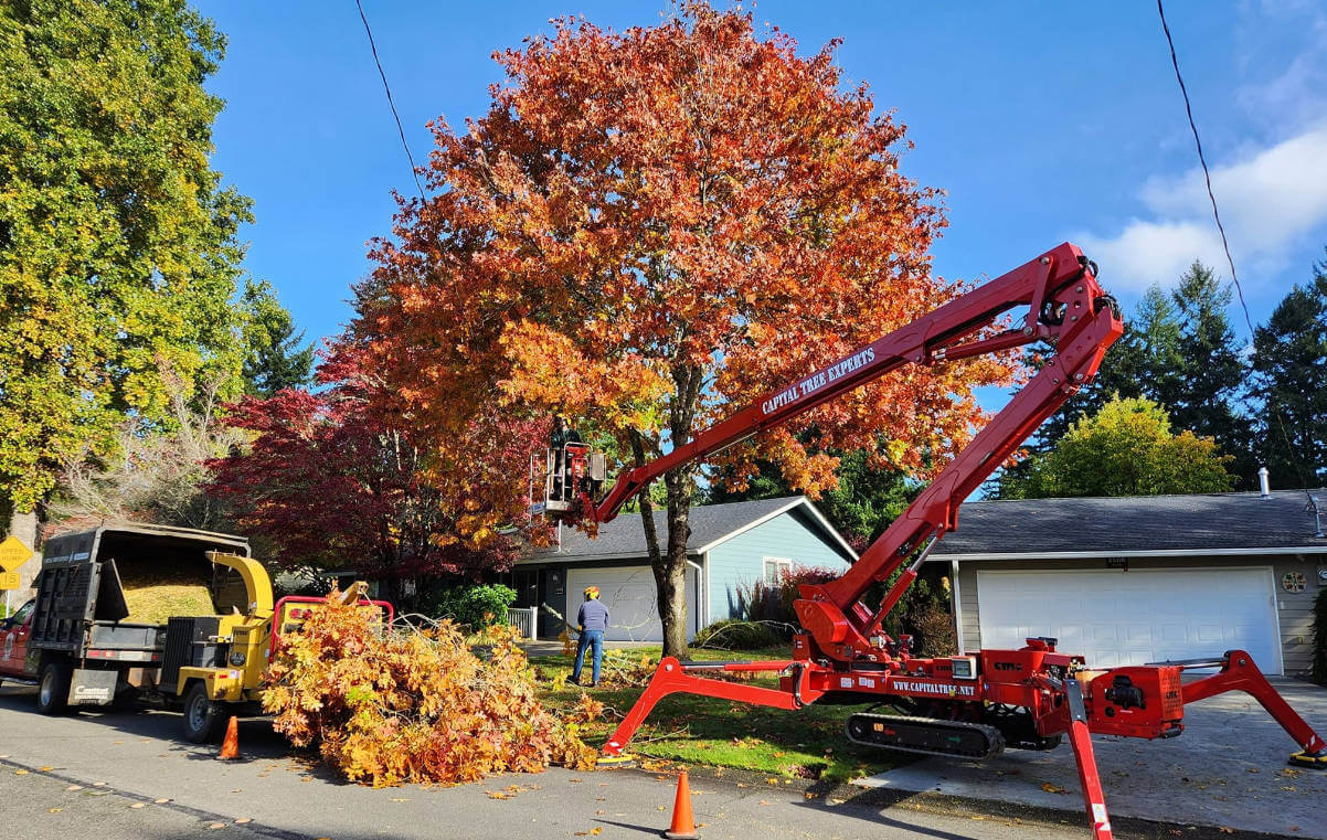 emergency tree services olympia wa emergency tree services olympia wa